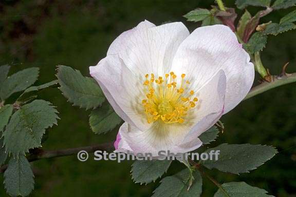 rosa canina 1 graphic